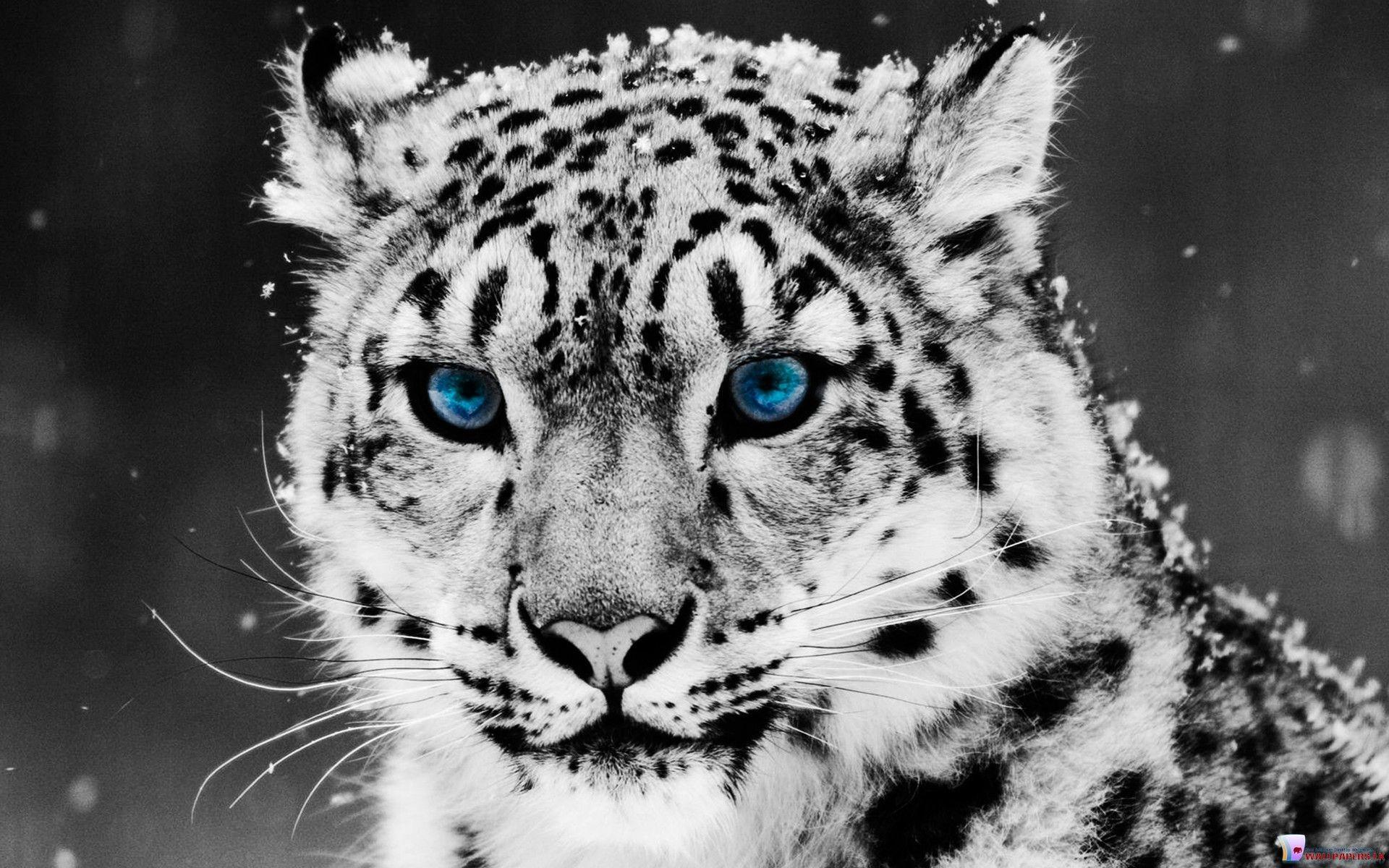 White Tiger Wallpapers