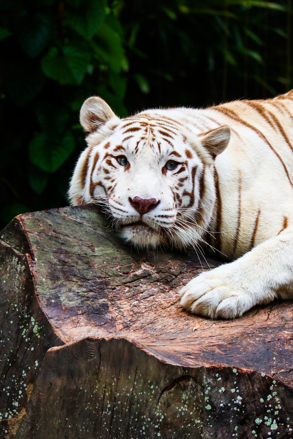 White Tiger Wallpapers