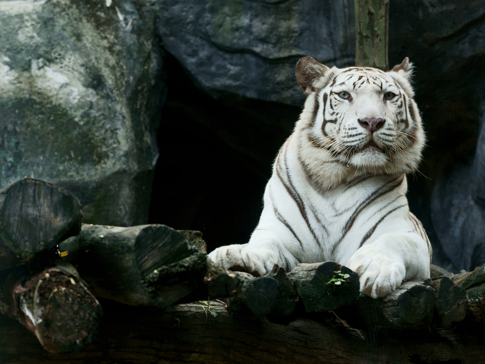 White Tiger Wallpapers