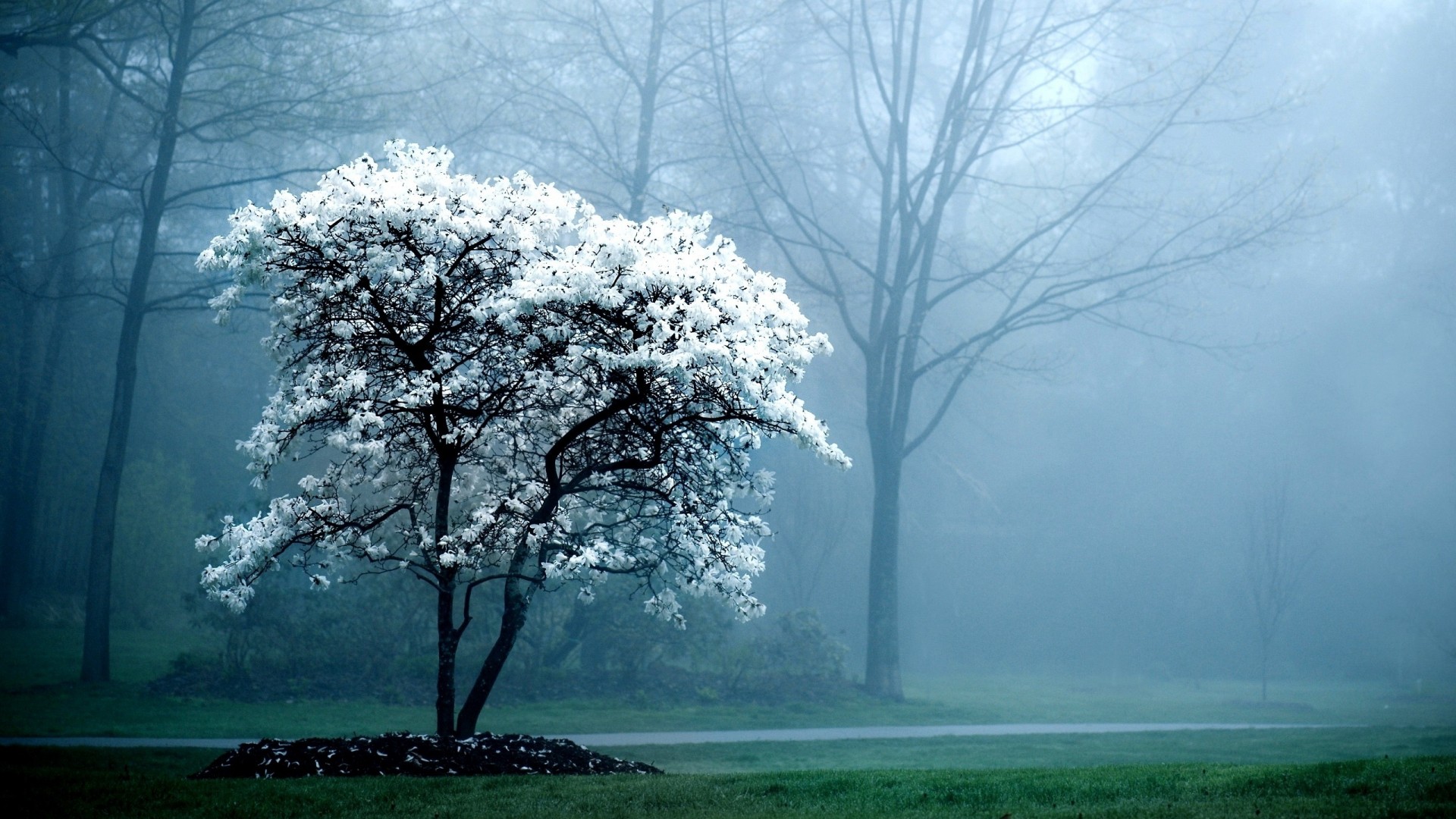 White Tree Snow Wallpapers