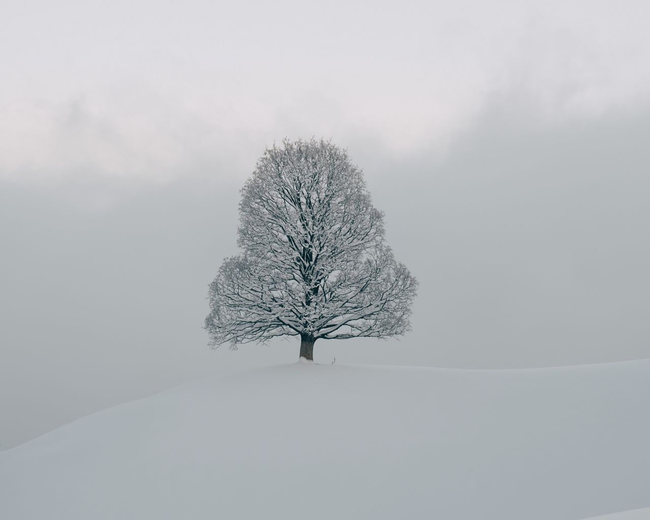 White Tree Snow Wallpapers