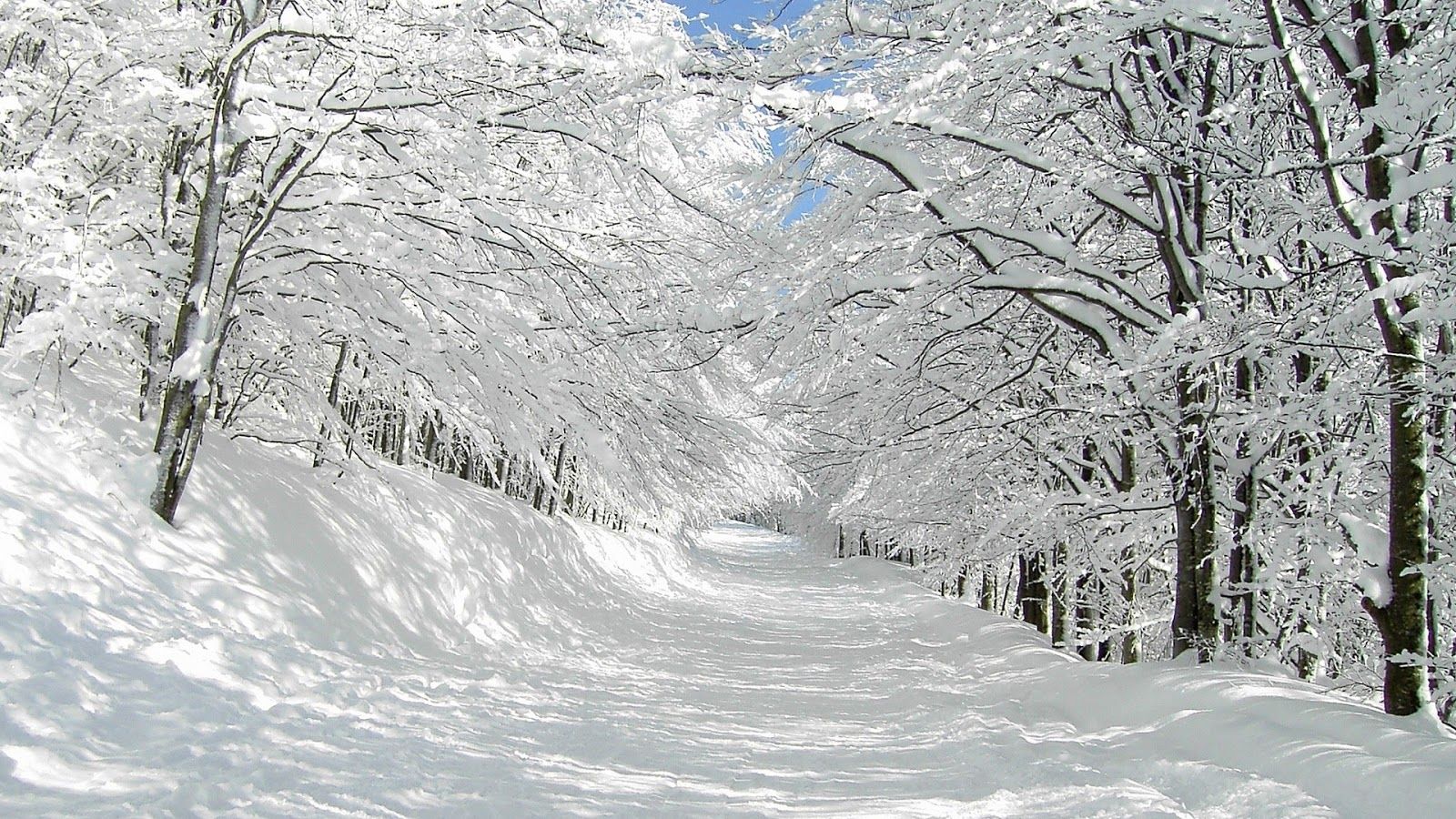 White Tree Snow Wallpapers