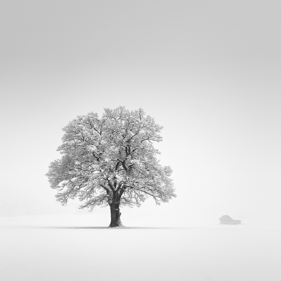 White Tree Snow Wallpapers