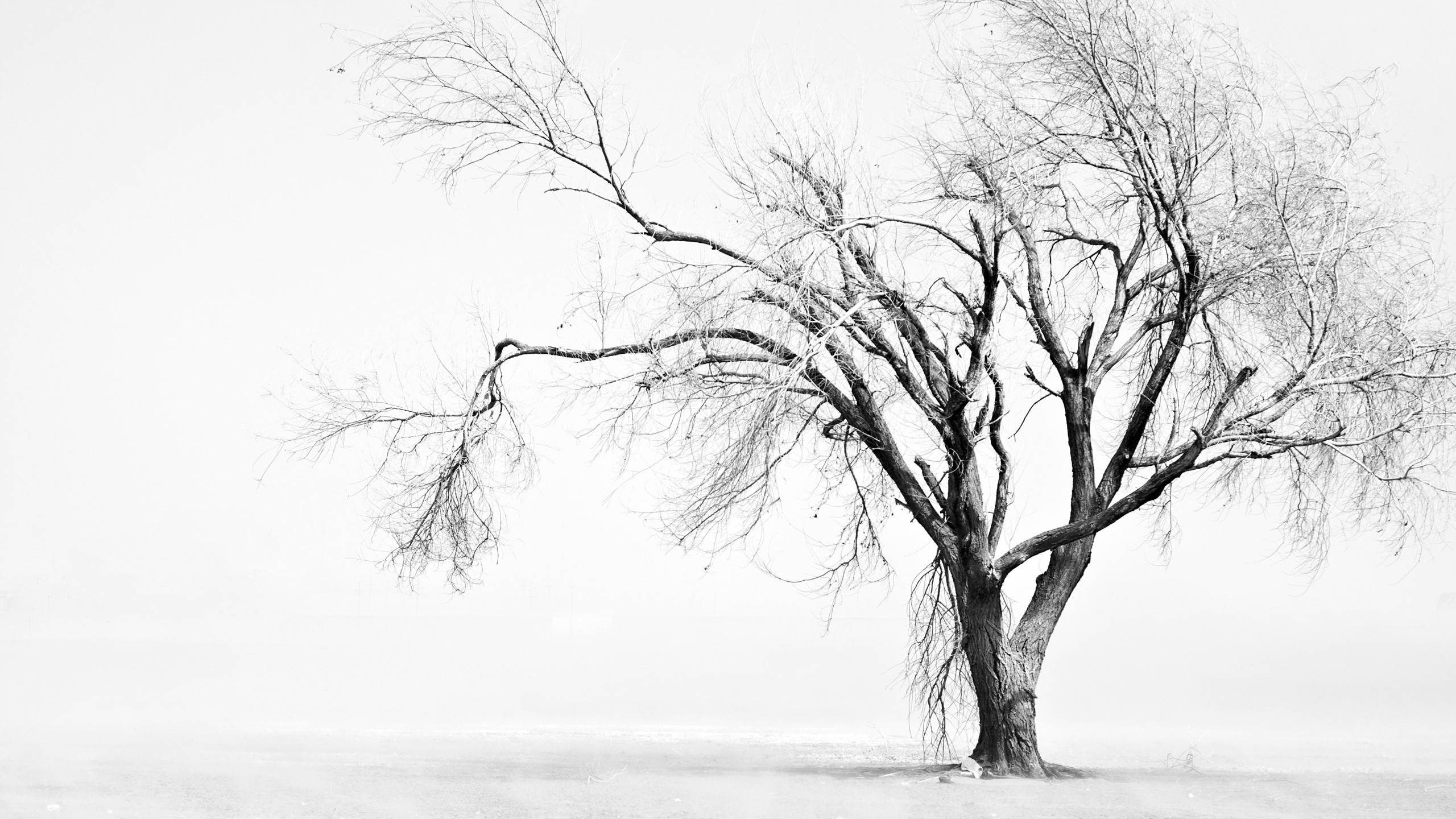 White Tree Wallpapers