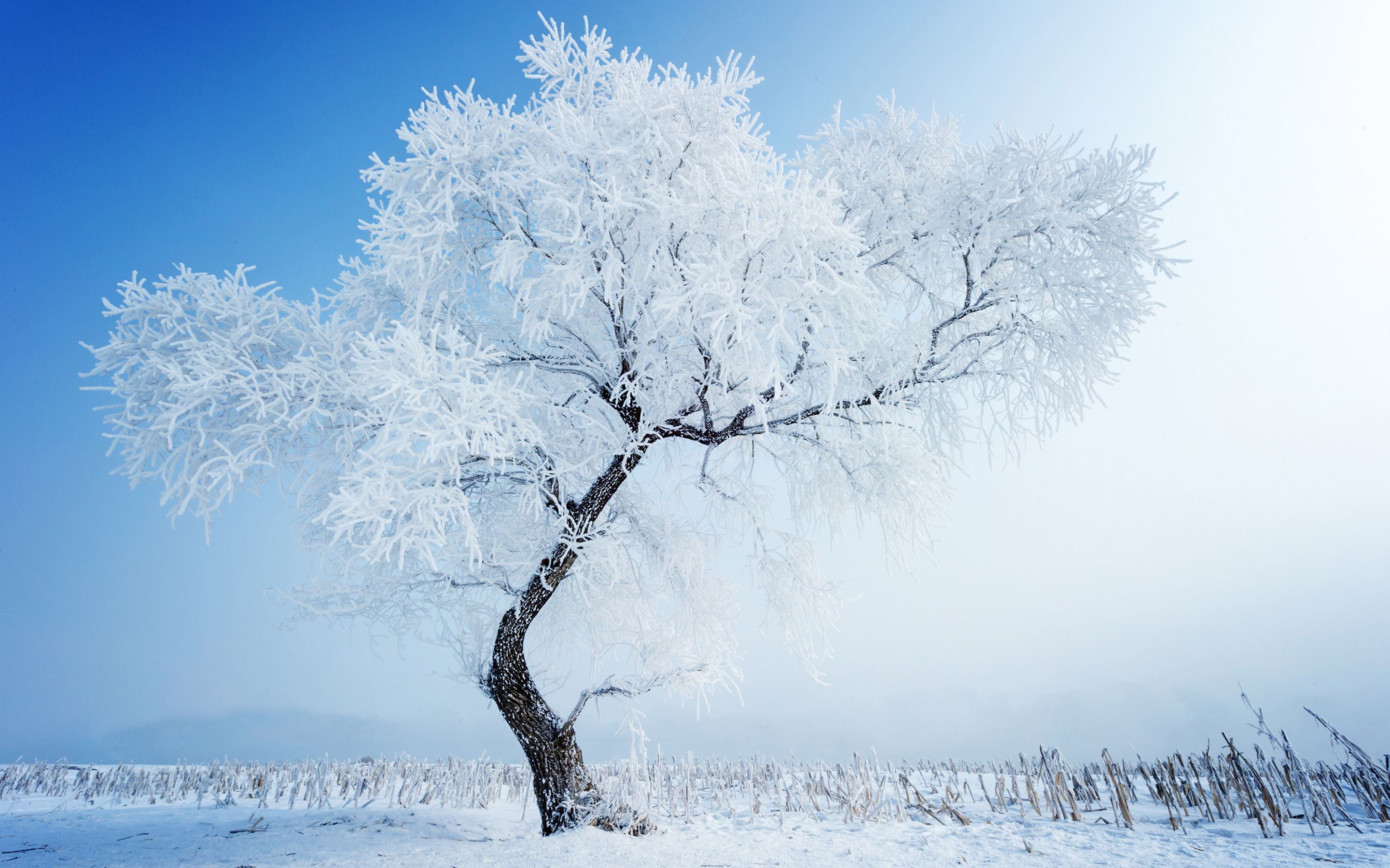 White Tree Wallpapers