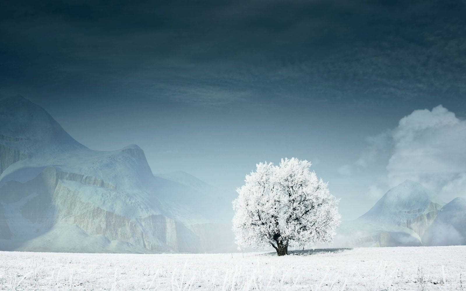 White Tree Wallpapers