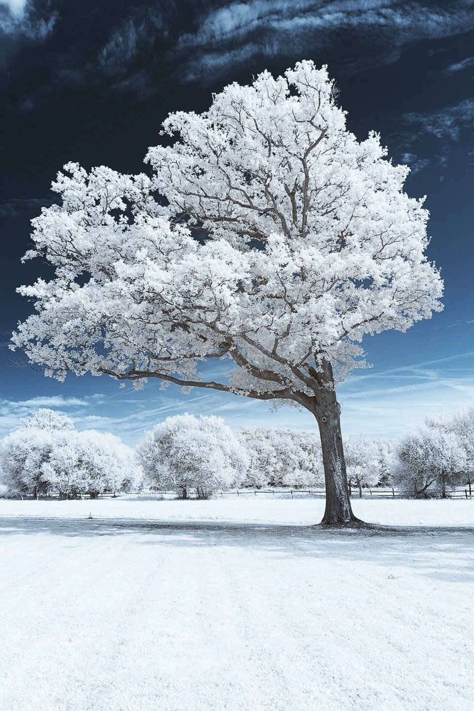 White Tree Wallpapers