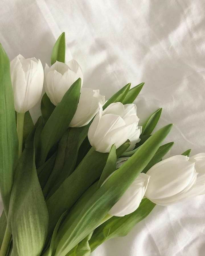 White Tulips Wallpapers