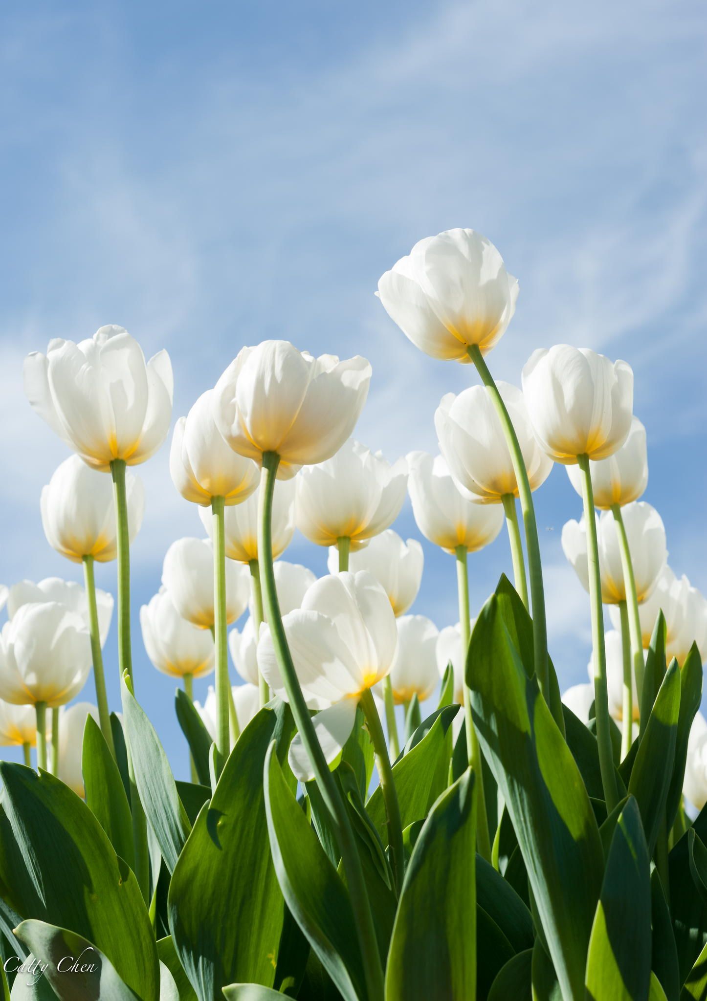 White Tulips Wallpapers