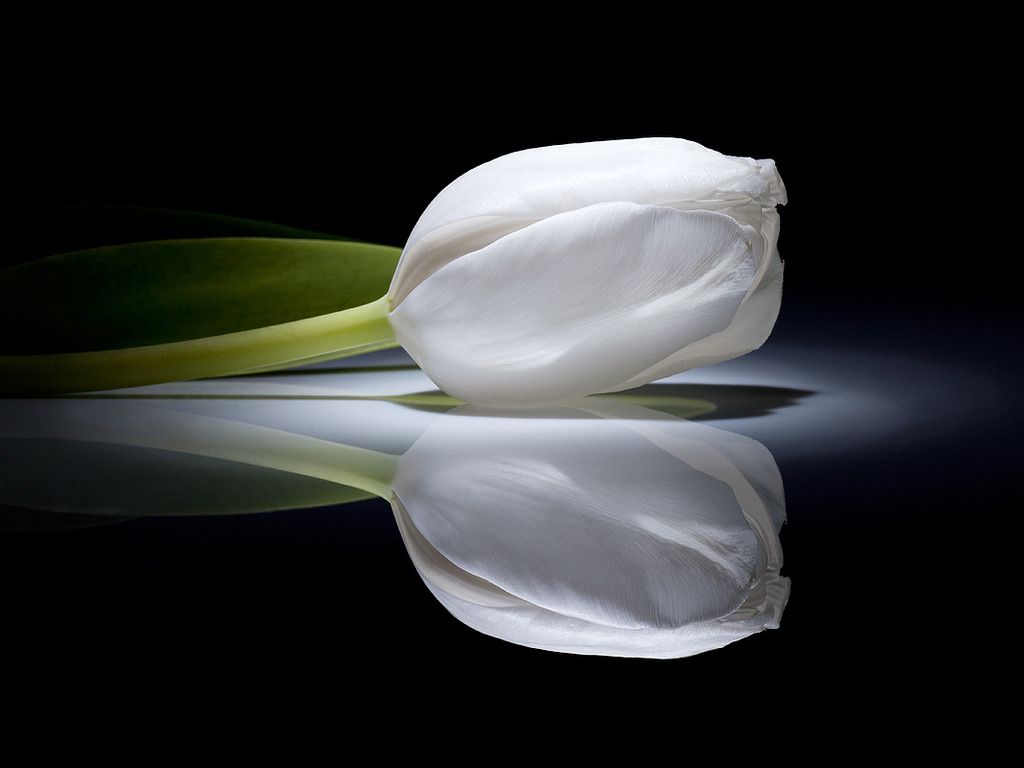 White Tulips Wallpapers