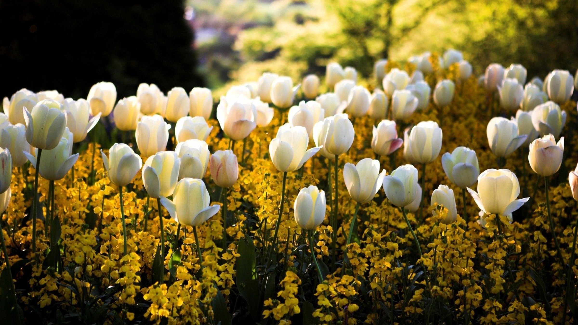 White Tulips Wallpapers