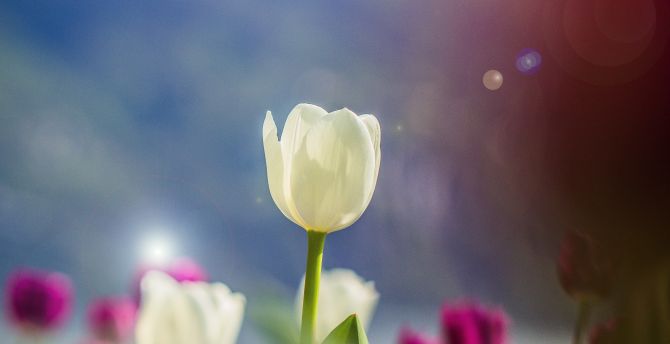 White Tulips Wallpapers