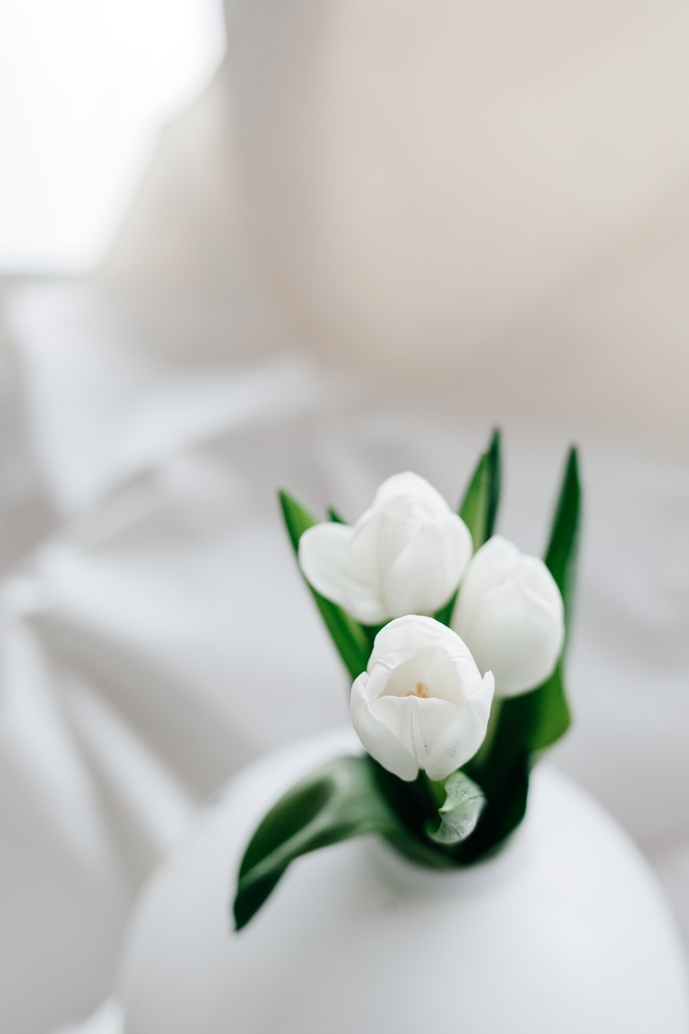 White Tulips Wallpapers