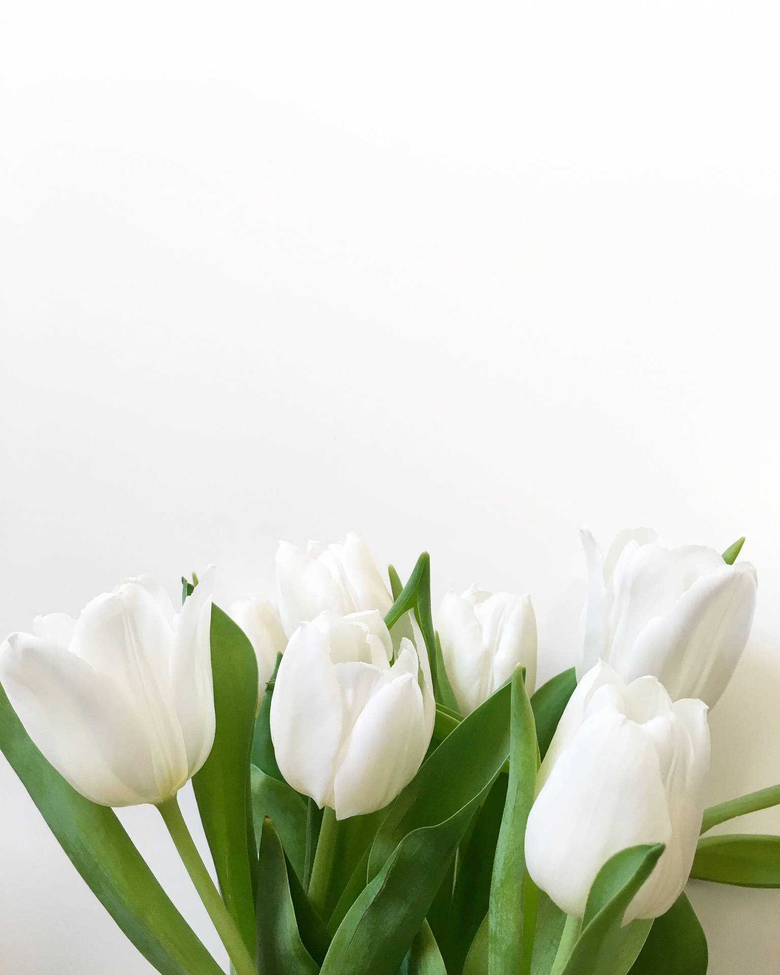 White Tulips Wallpapers