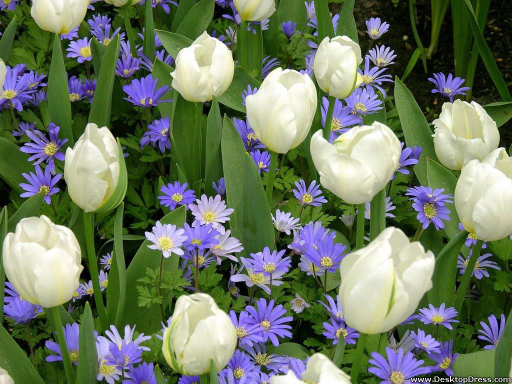 White Tulips Wallpapers