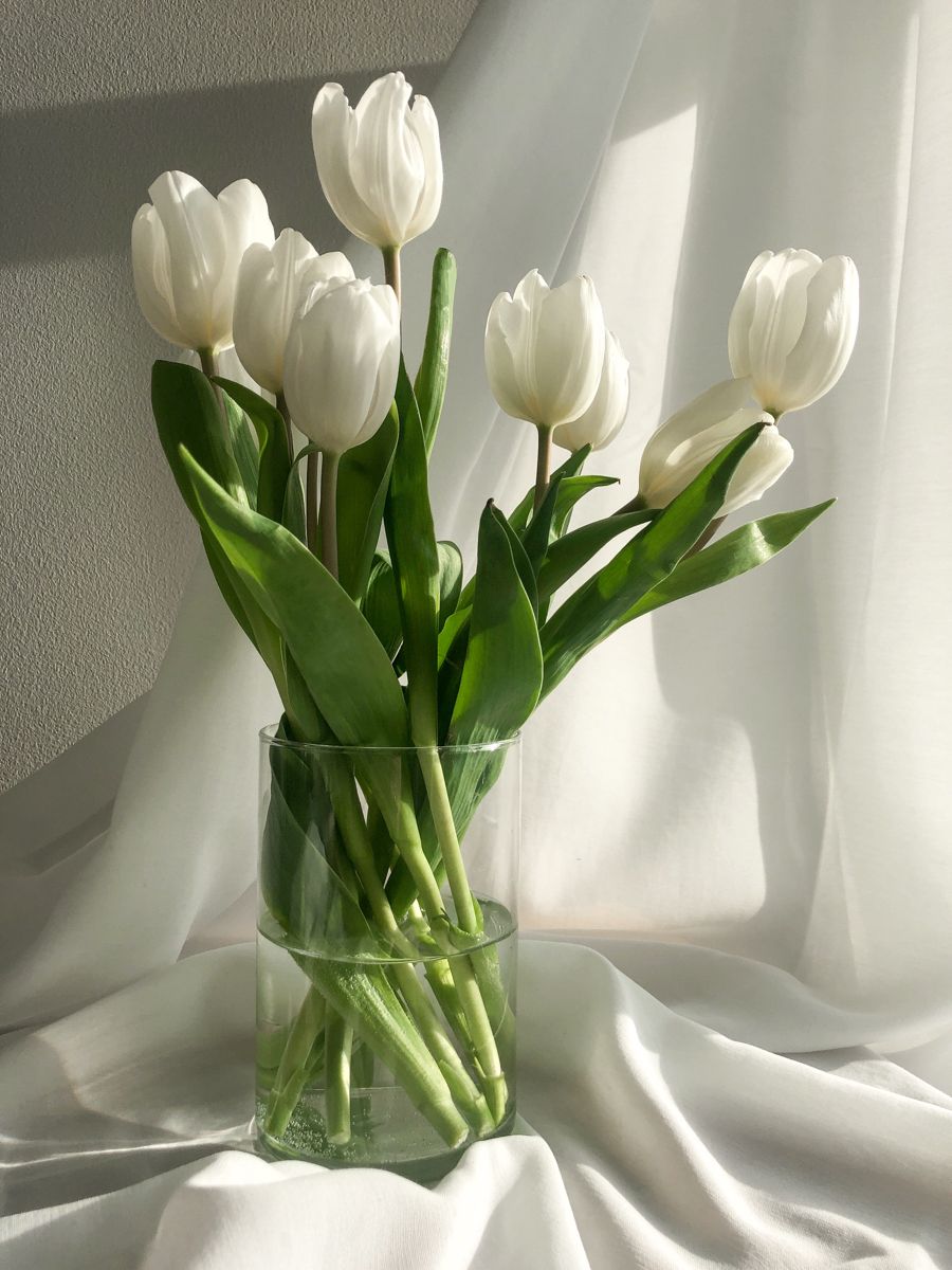 White Tulips Wallpapers