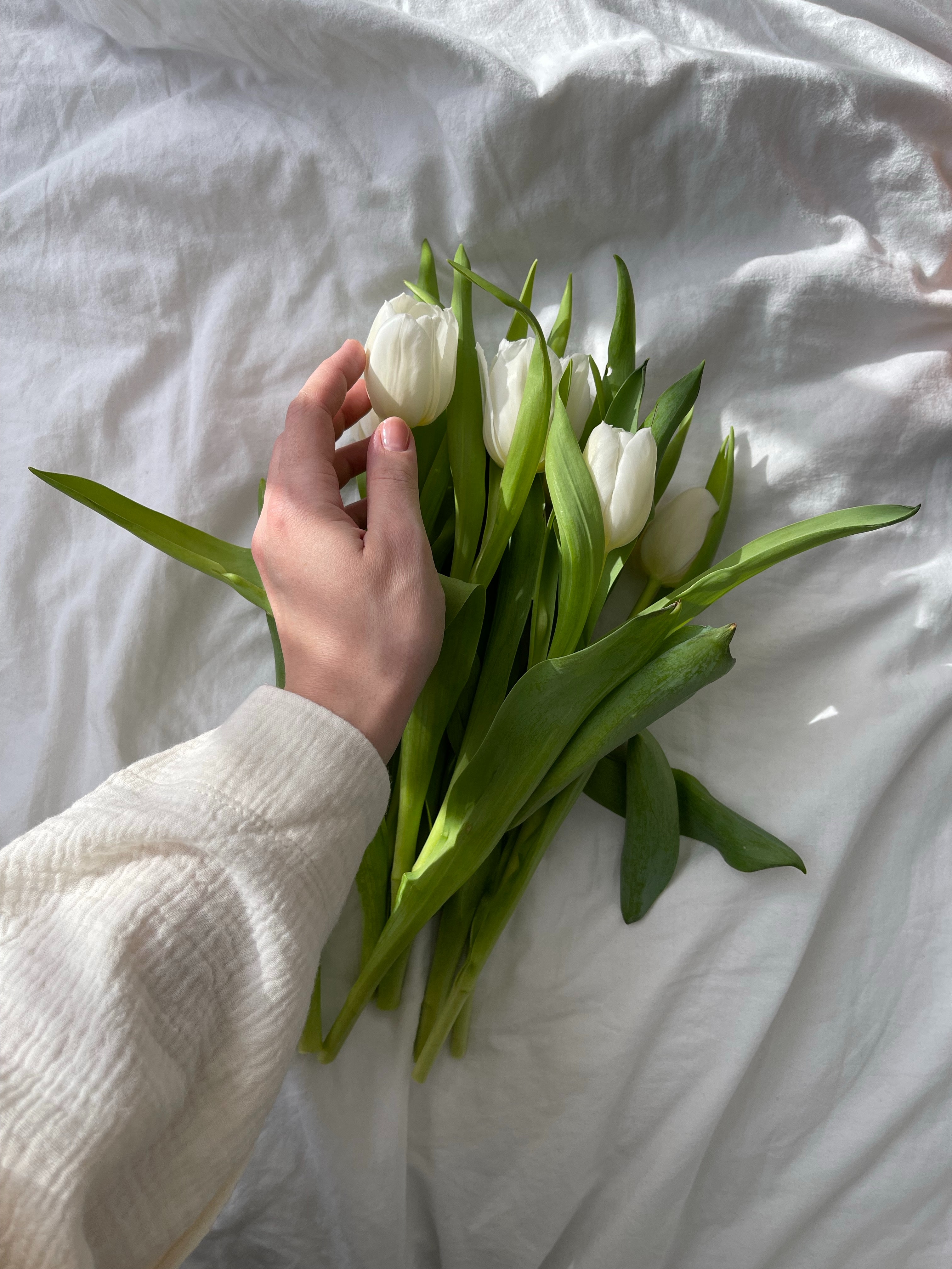 White Tulips Wallpapers