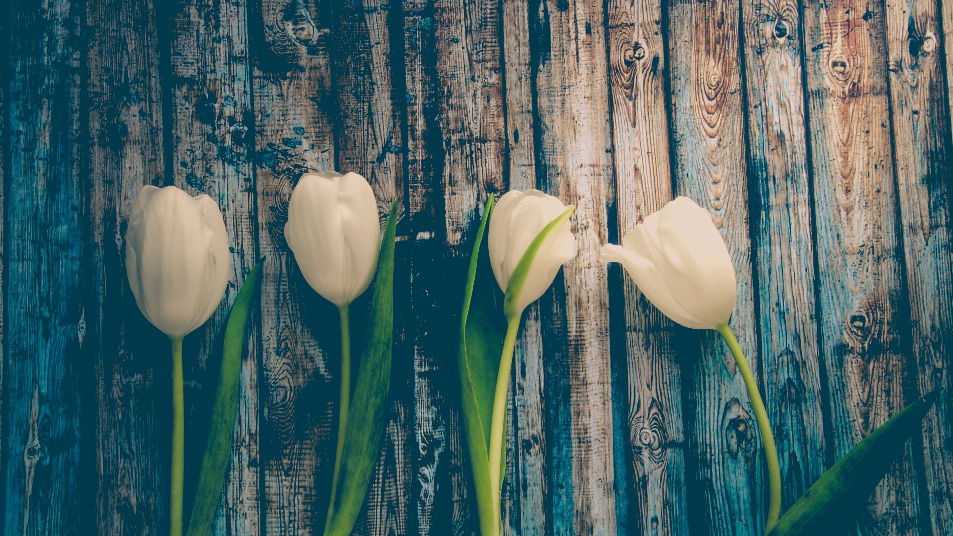 White Tulips Wallpapers