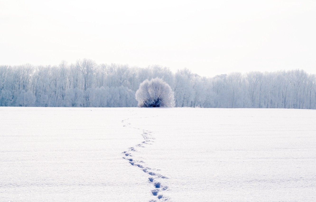 White Winter Background