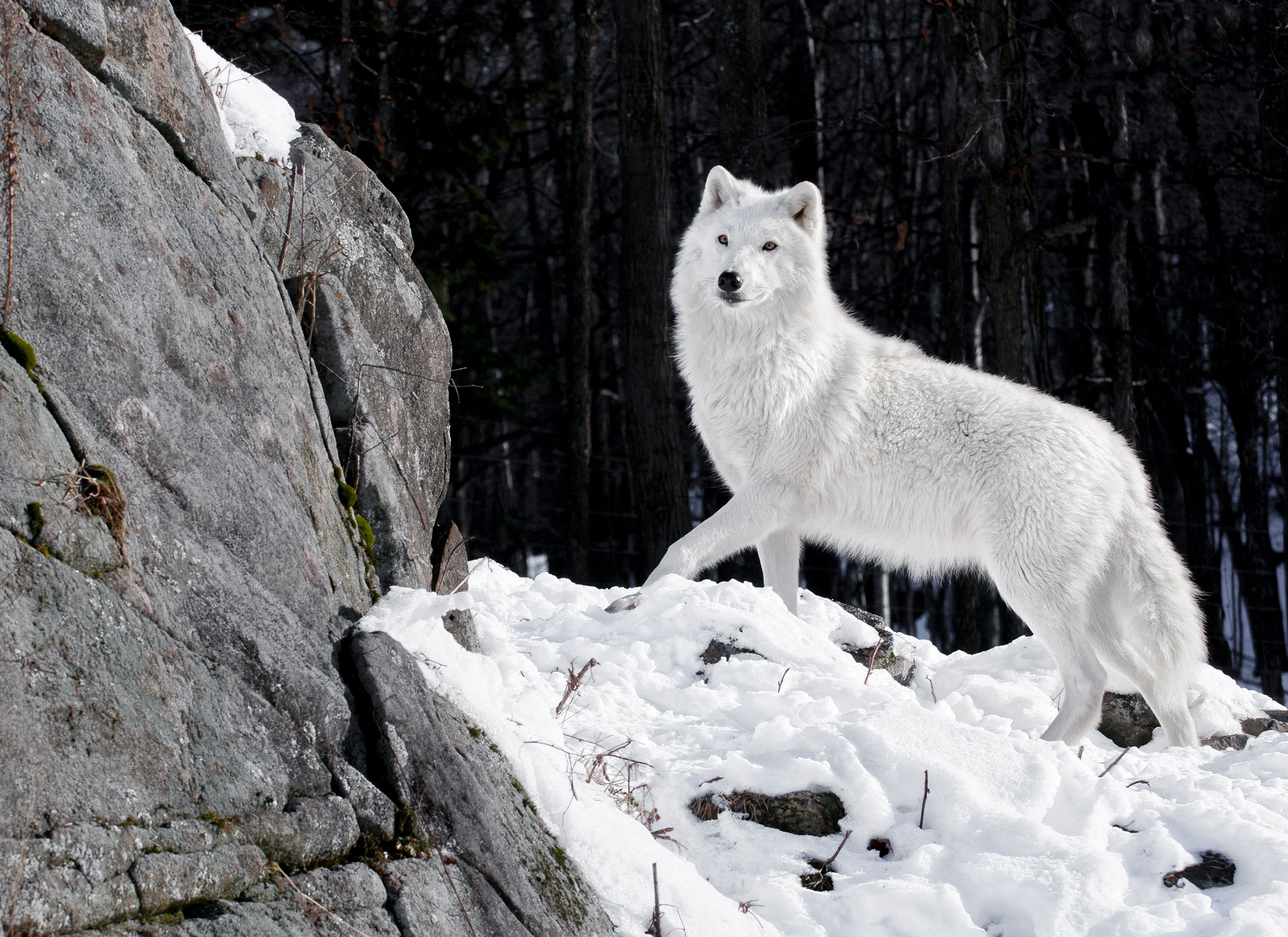 White Wolf Baby Wallpapers