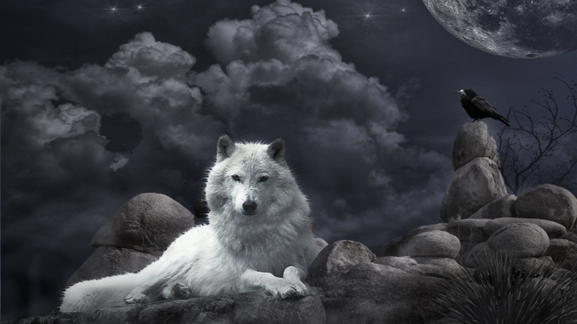 White Wolf Baby Wallpapers