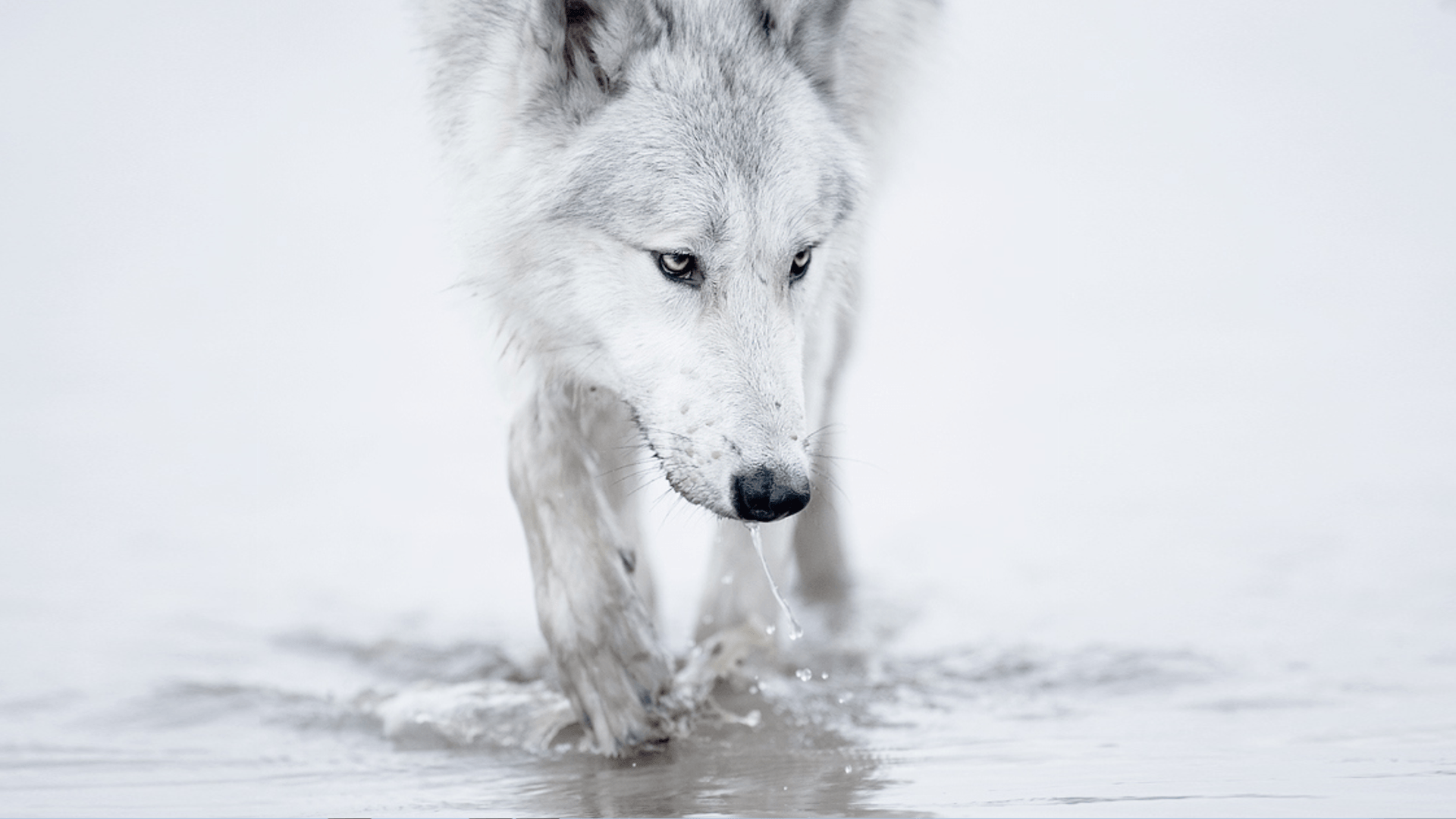 White Wolf Wallpapers