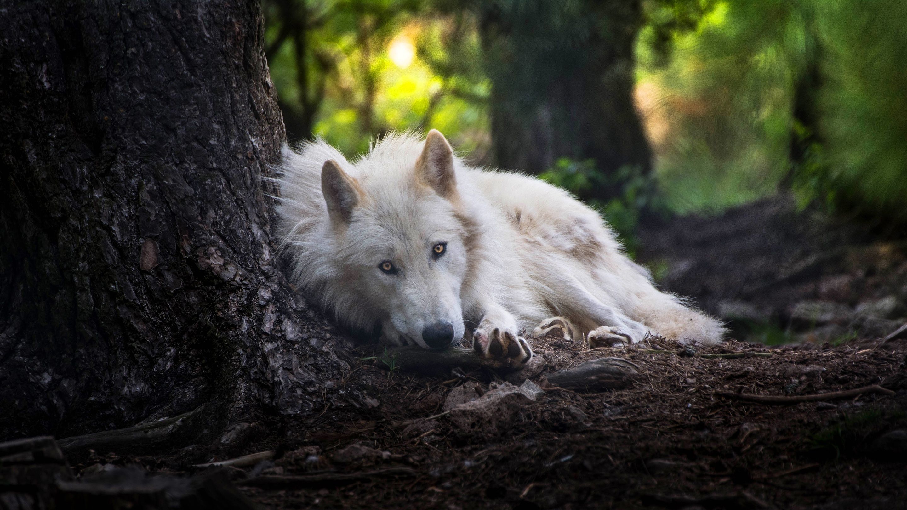 White Wolf Wallpapers