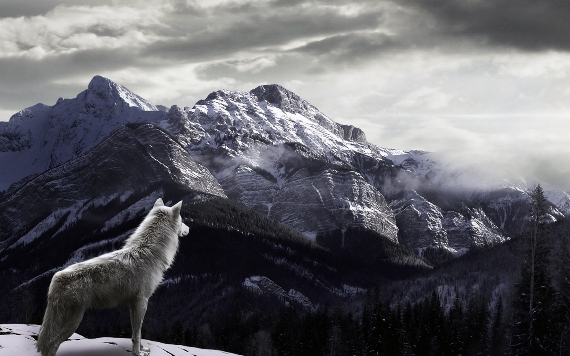 White Wolf Wallpapers