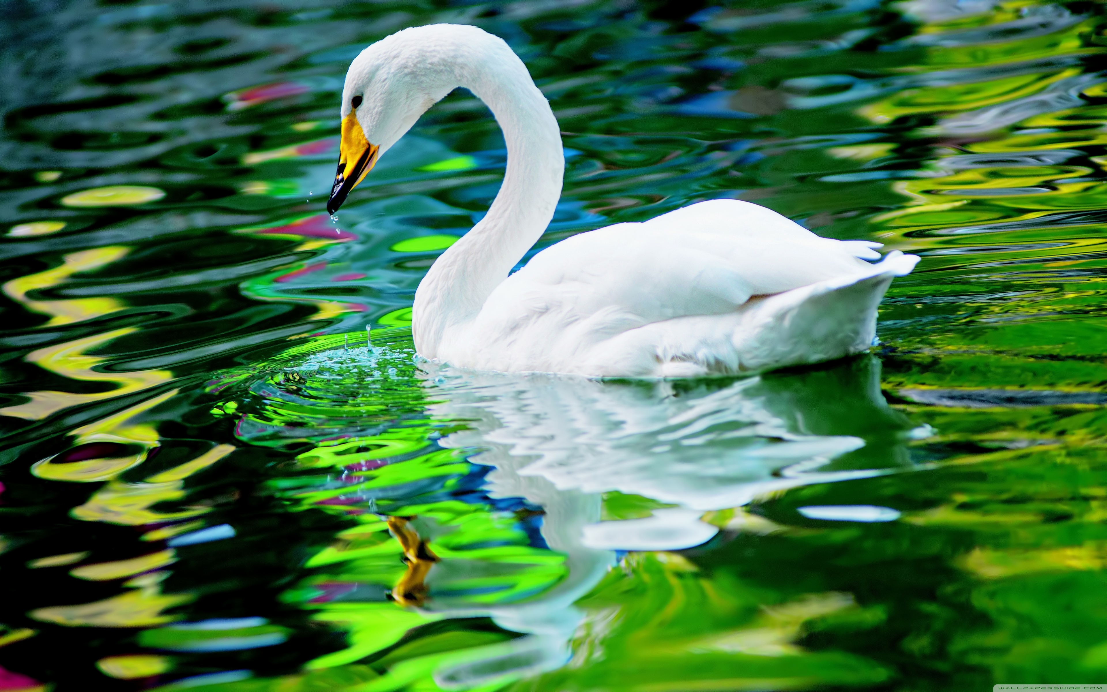 Whooper Swan Wallpapers