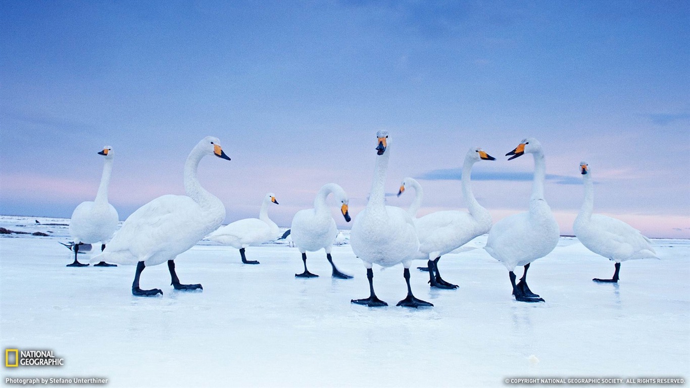 Whooper Swan Wallpapers