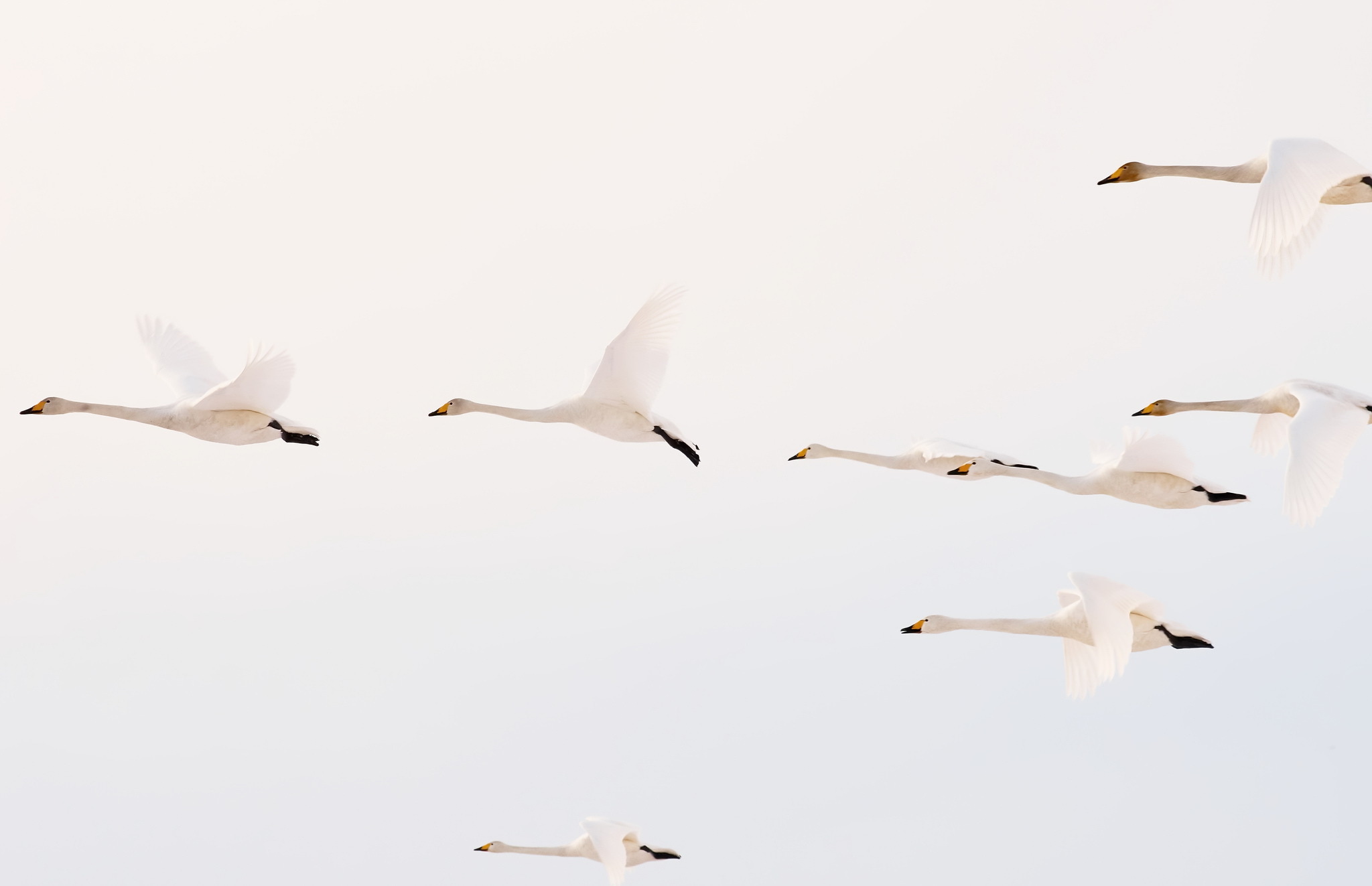 Whooper Swan Wallpapers