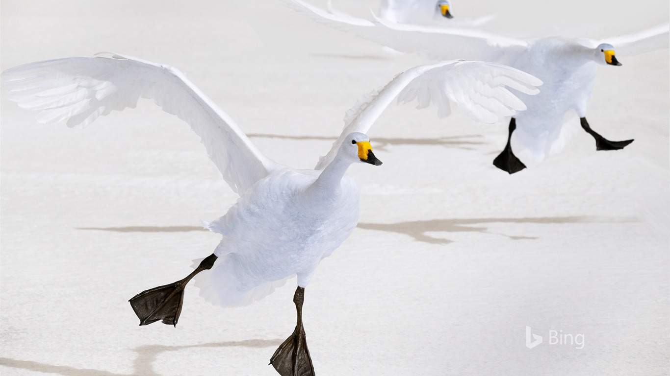 Whooper Swan Wallpapers