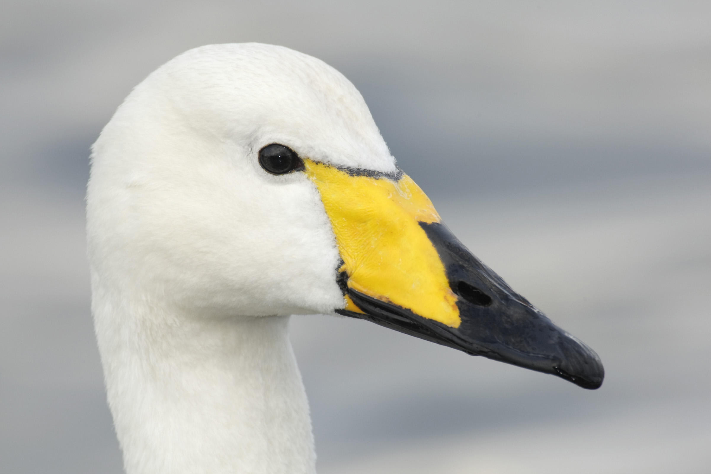 Whooper Swan Wallpapers