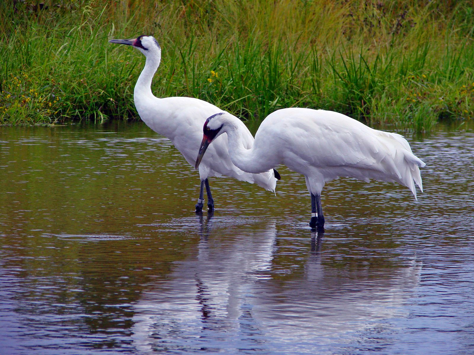 Whooping Crane Pictures Wallpapers