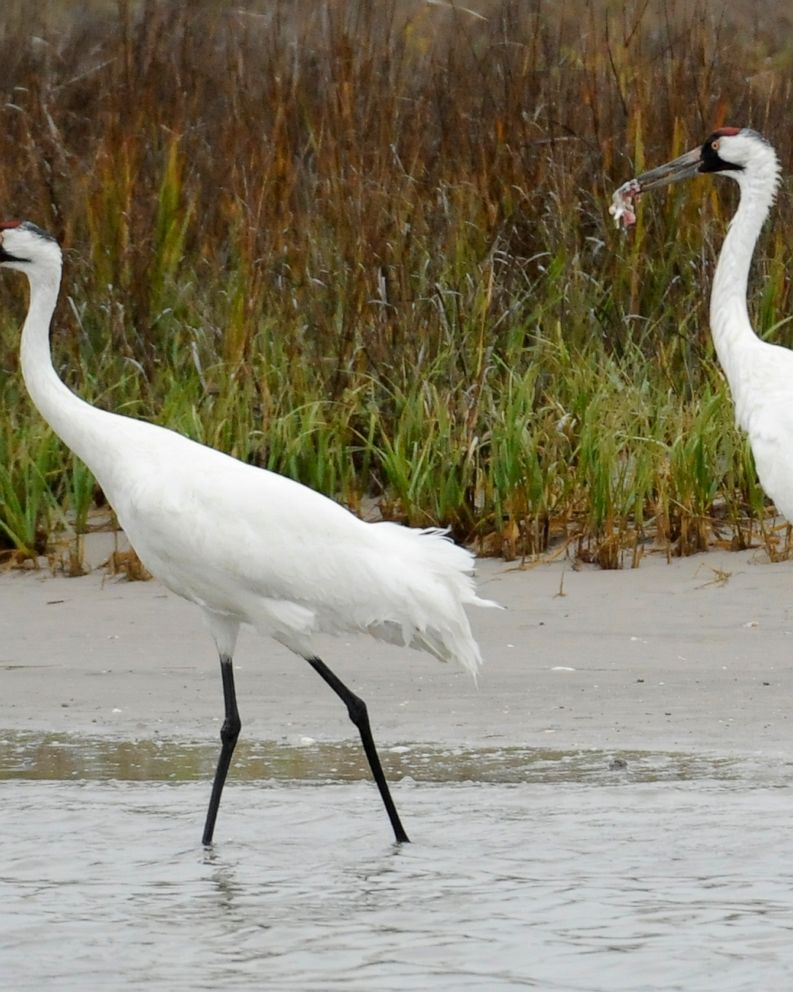 Whooping Crane Pictures Wallpapers