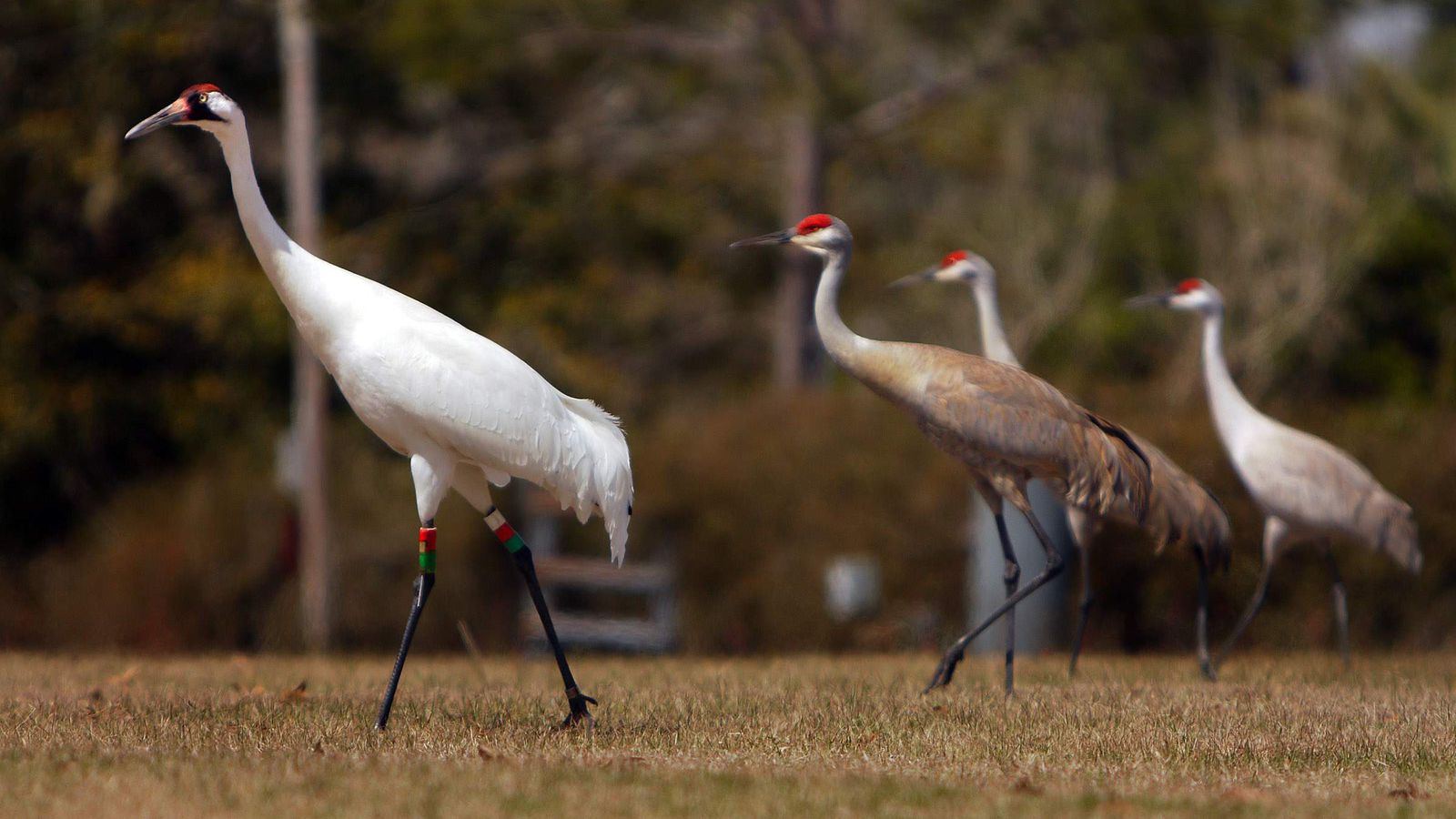 Whooping Crane Pictures Wallpapers