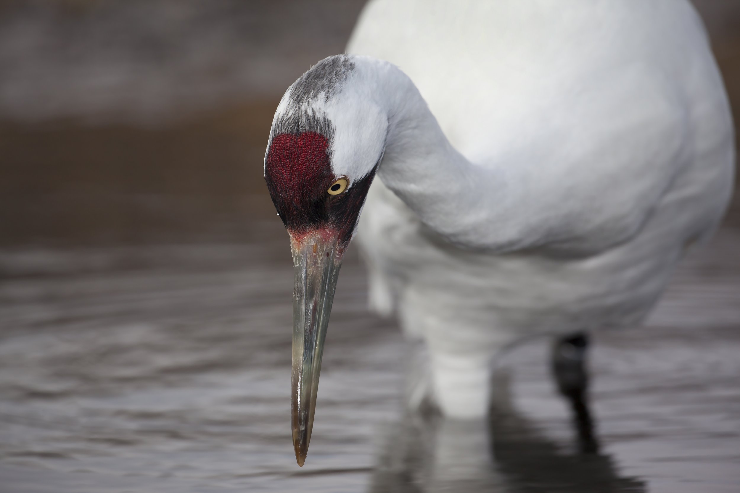 Whooping Crane Pictures Wallpapers