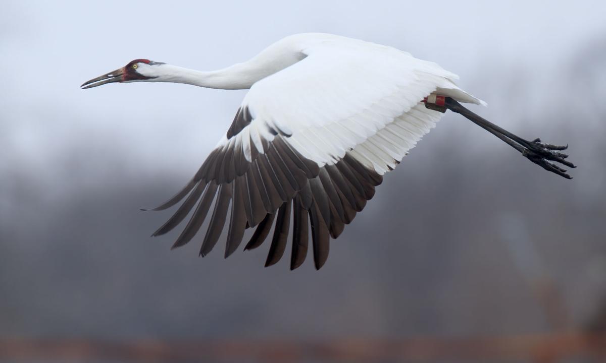 Whooping Crane Pictures Wallpapers