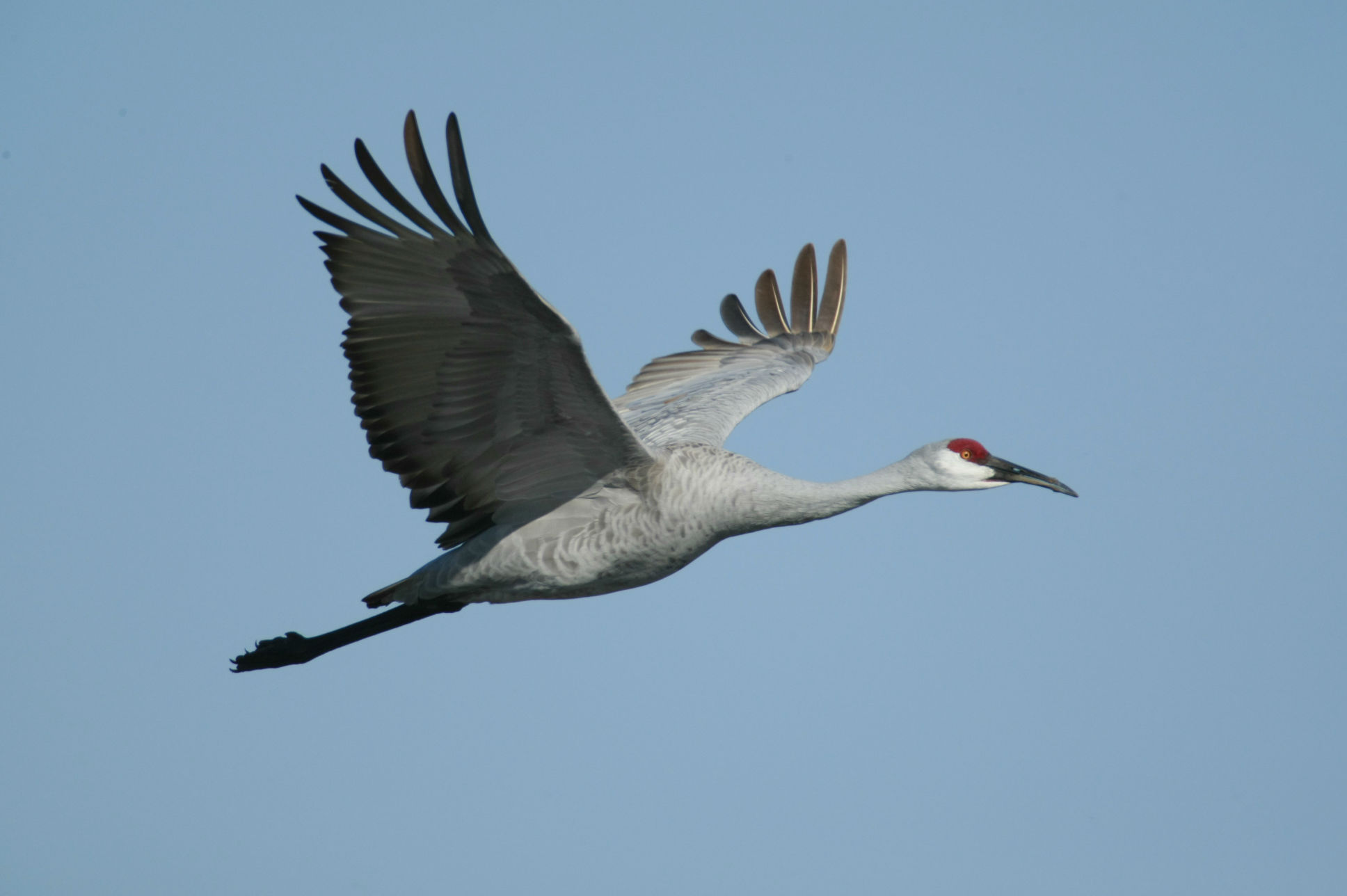 Whooping Crane Pictures Wallpapers