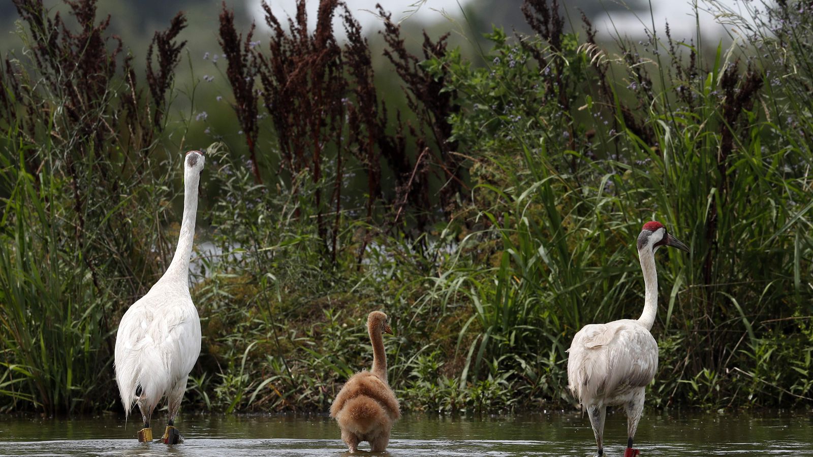 Whooping Crane Pictures Wallpapers