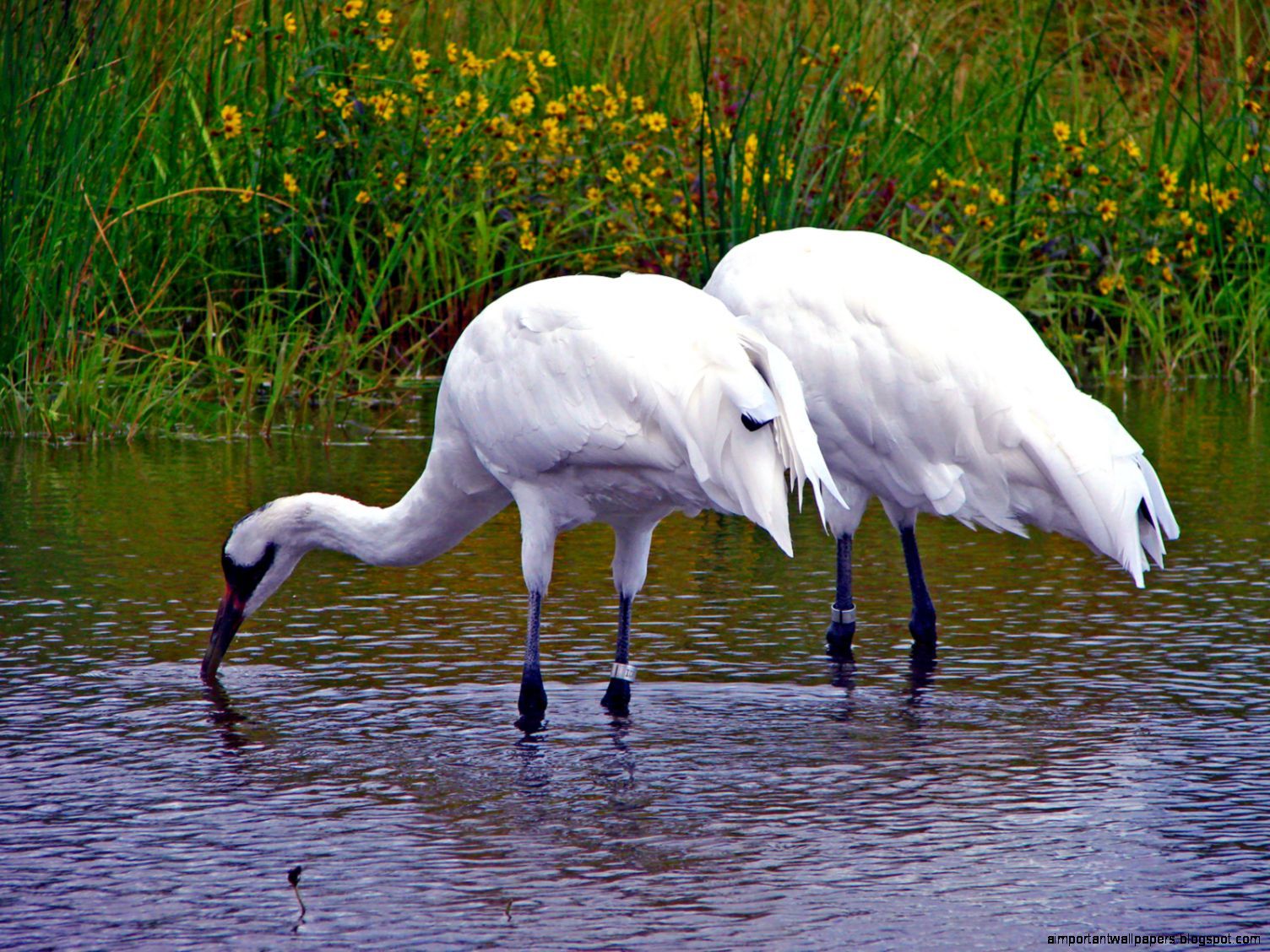 Whooping Crane Pictures Wallpapers