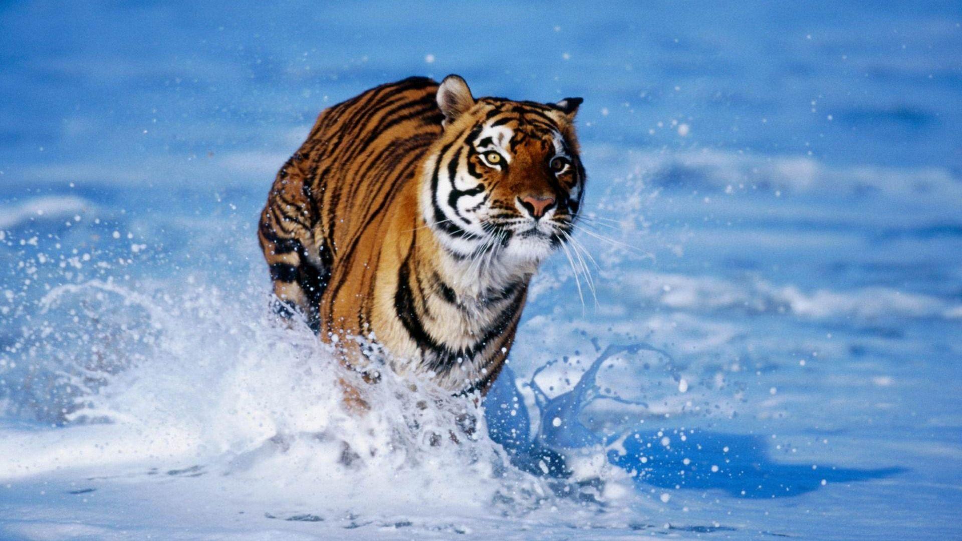 Wild Animal Wall Paper Wallpapers