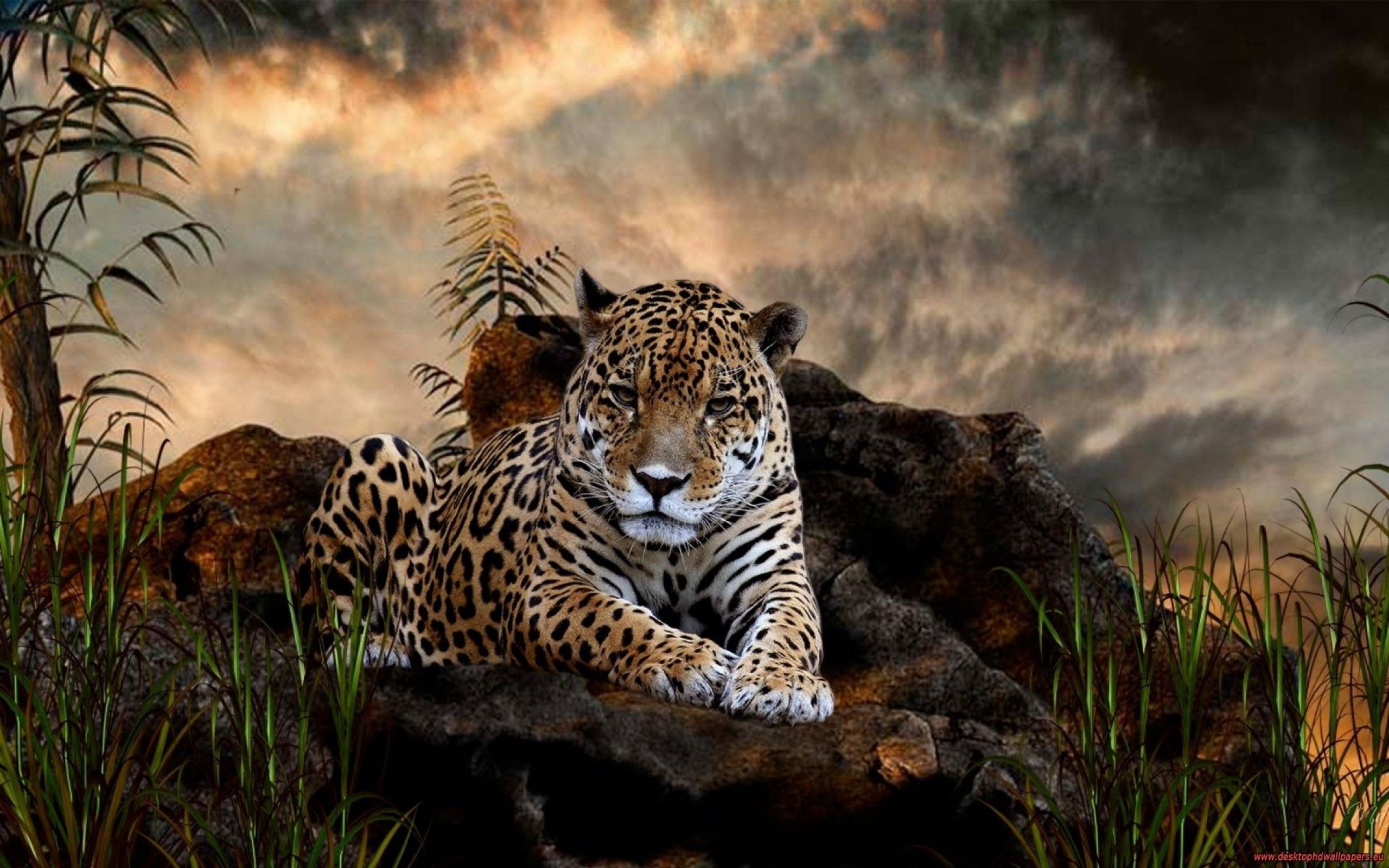 Wild Animal Wall Paper Wallpapers