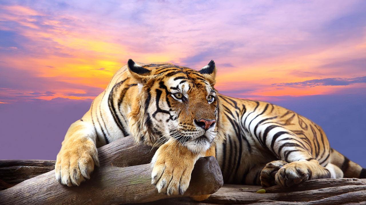 Wild Animal Wall Paper Wallpapers