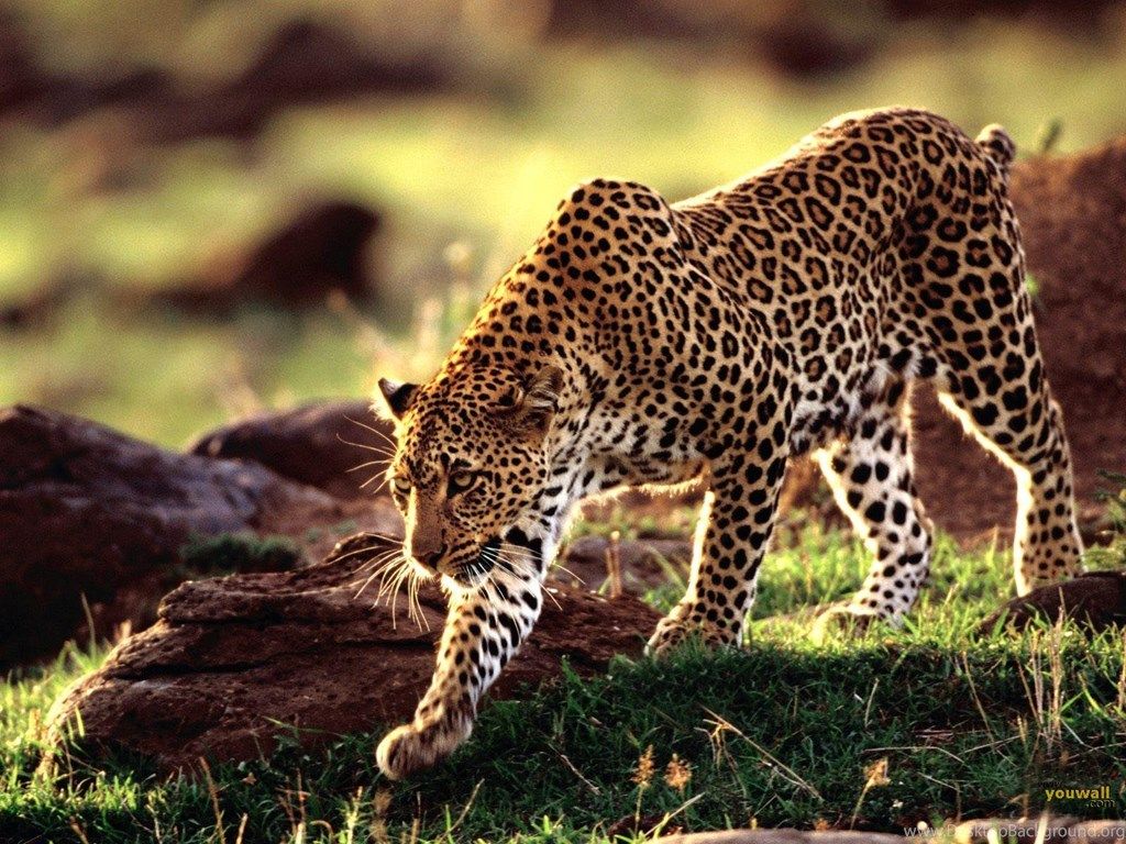 Wild Animal Wall Paper Wallpapers