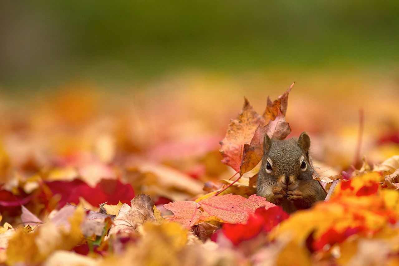 Wild Autumn Wallpapers