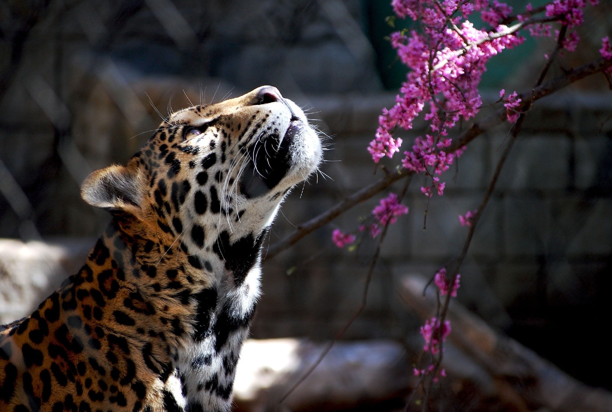 Wild Cats Wallpapers