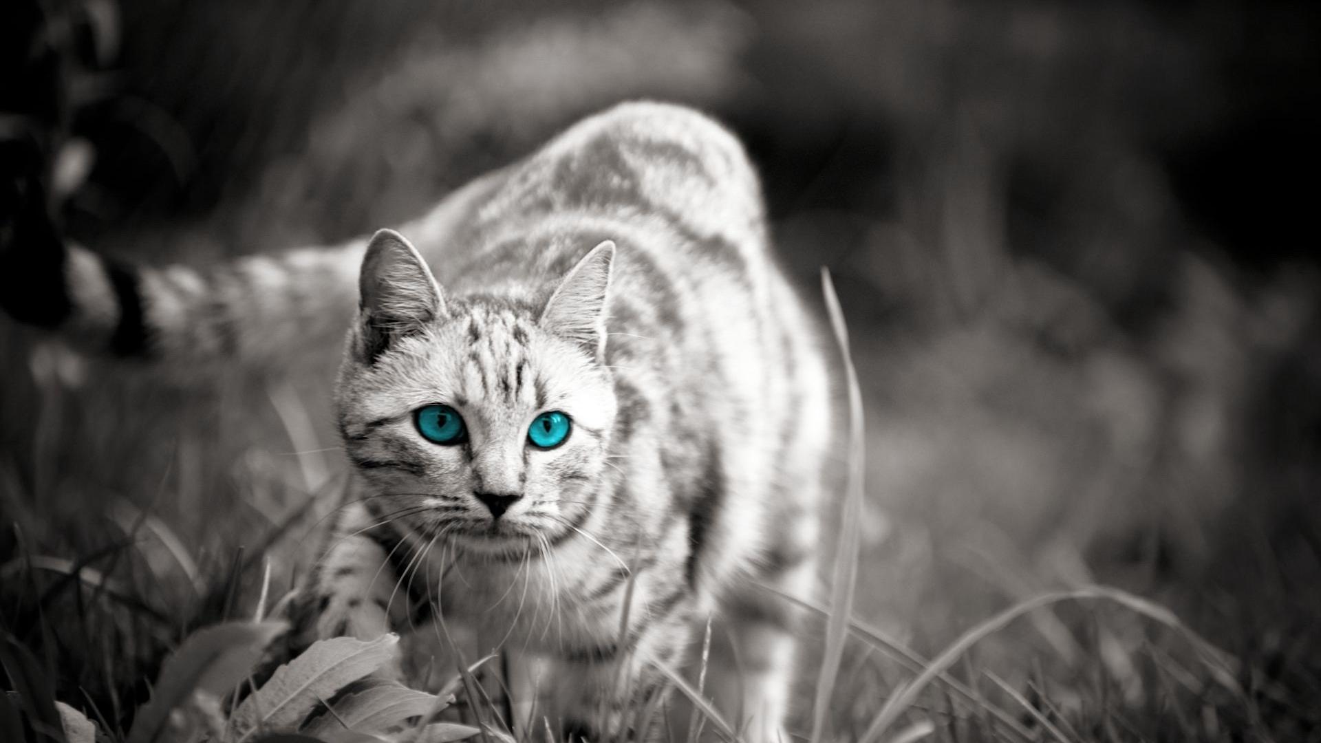 Wild Cats Wallpapers