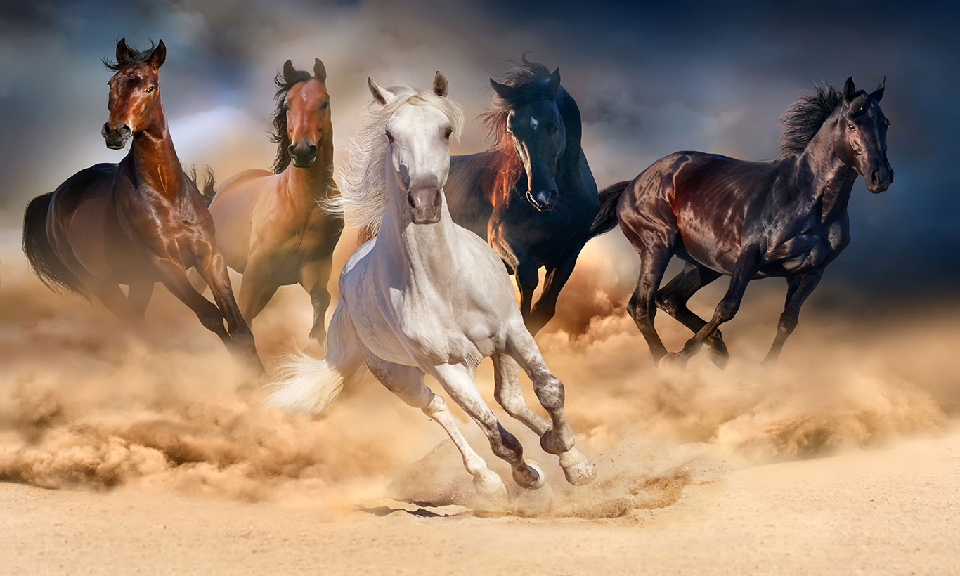 Wild Horses Wallpapers