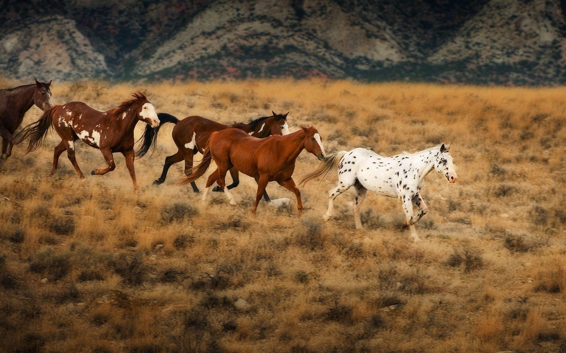 Wild Horses Wallpapers